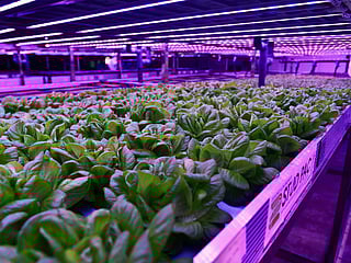 How this man has turned a Dubai warehouse into an organic farm