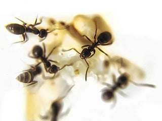 Police find newborn covered in ants on floorboard of van