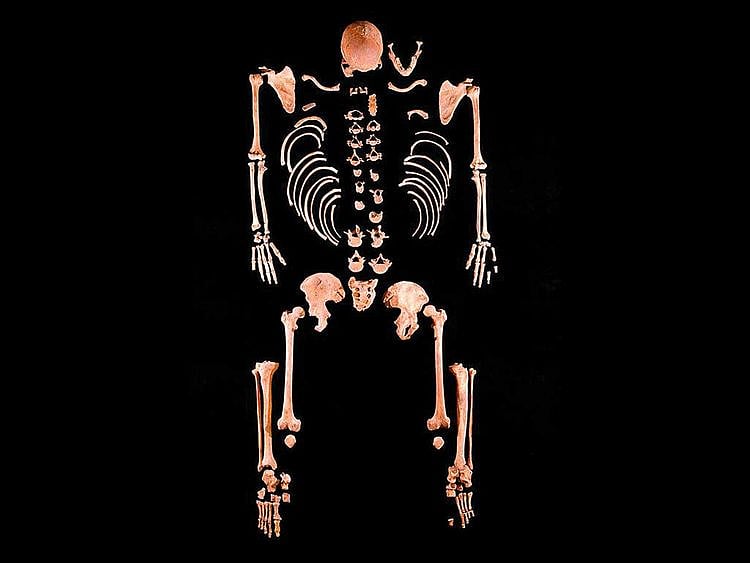 SCI-IBERIAN-SKELETONS-0-(Read-Only)