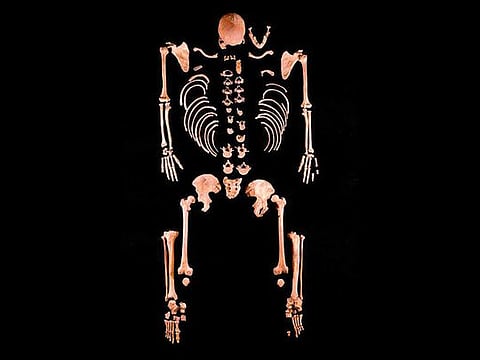 An undated handout photo shows an ancient skeleton recovered from northern Spain