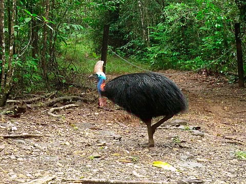 File photo: An endangered cassowary roams in the Daintree National Forest, Australia. On Friday, April 12, 2019, a cassowary, a large, flightless bird native to Australia and New Guinea, killed its owner when it attacked him after he fell on his property near Gainesville, Florida. 