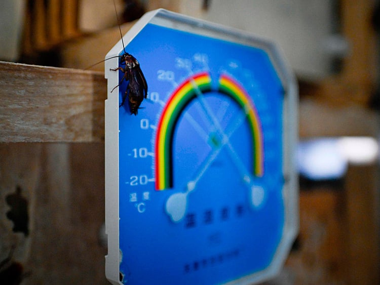 Cockroach farm in China