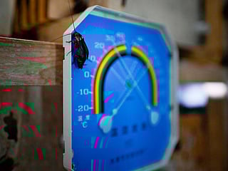 Papa cockroach is healthy food for humans: Chinese farmer breeds bugs for the table