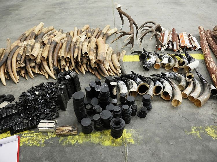 NAT-190417-IVORY88-1555498990203