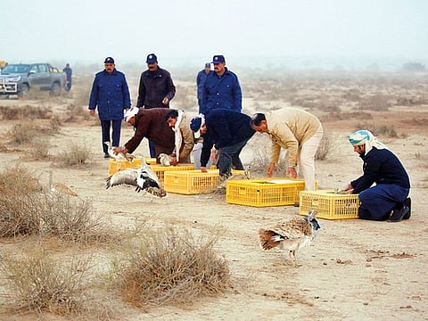 IFHC releases rescued Asian Houbara in Pakistan