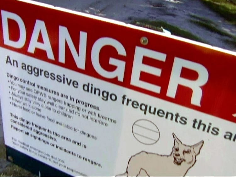 Australia_Dingo_Attack_94051