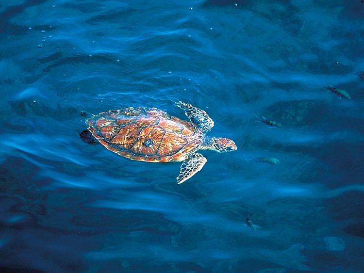 NAT-Hawksbill-turtle11-(Read-Only)