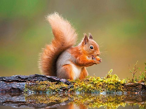 The nation’s native red squirrels are struggling to hold on to their last redoubts of natural forest against a stronger and more populous grey squirrel imported from North America