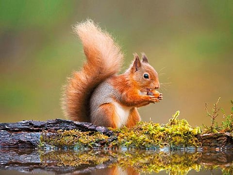 The nation’s native red squirrels are struggling to hold on to their last redoubts of natural forest against a stronger and more populous grey squirrel imported from North America