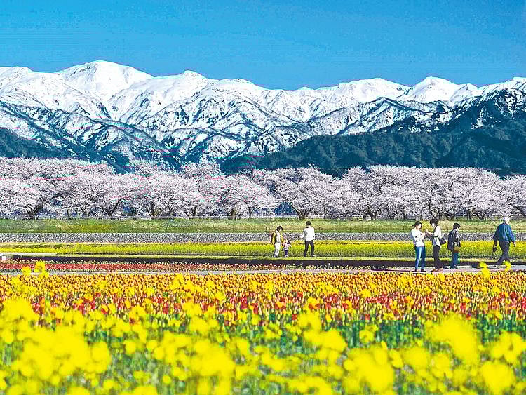 OPN_190425-Spring-flowers_P2-(Read-Only)