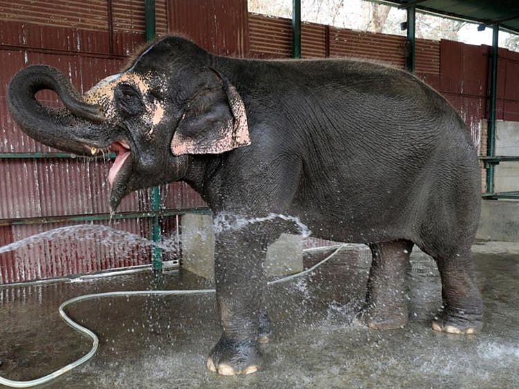 RDS_190425_elephants-1556180246694