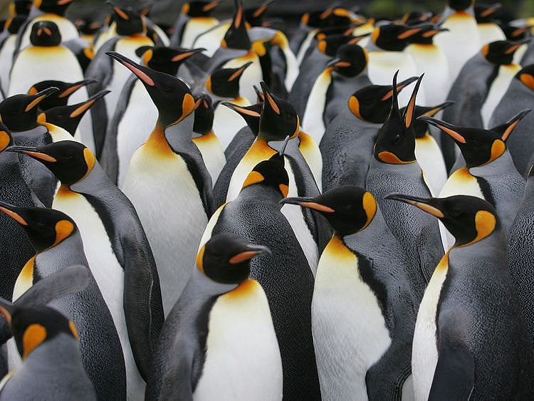 King penguins