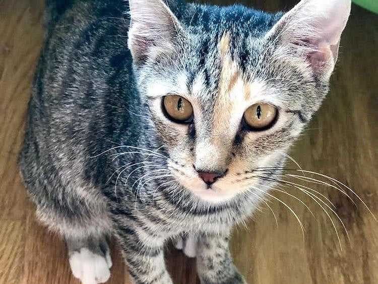 RDS_190429_Save_an_animal_-_Sophia-1556454826583