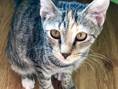 Save an animal: These cats are in need of a forever home