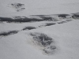 Indian Army mountaineers reckon they've found Yeti footprints in the Himalayas