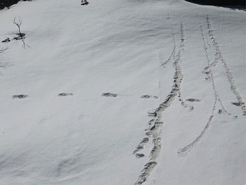 The Indian Army's official Twitter handle posted a picture claiming to be Yeti tracks in snow.
