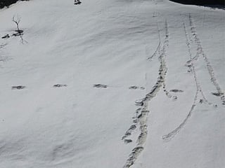 Curiosity, controversy over Indian Army's Yeti trace claim