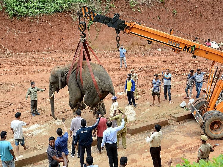A tranquilized wild Indian elephant 