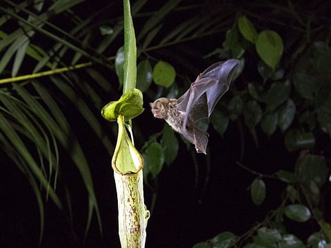 A Hardwicke's woolly bat flies into a pitcher plant in Mulu National Park, Malaysia
Ben Macdonald/Silverback Films/Netflix