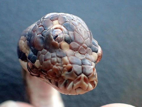 A three-eyed snake after a ranger found it on the Arnhem highway near the town of Humpty Doo outside Darwin in the Northern Territory.