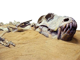 Here we go again: Earth’s major ‘mass extinctions’