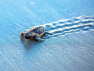 We must do more to save endangered species