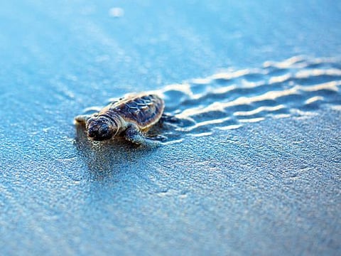 We must do more to save endangered species