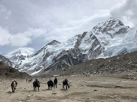File photo: A herd of Dzo (a yak/cattle crossbreed) along the Everest Base Camp Trek in Nepal