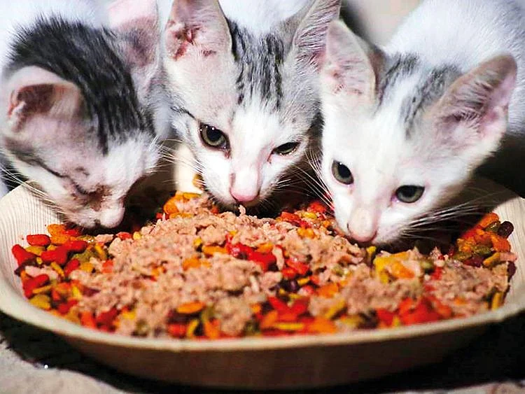 Cats