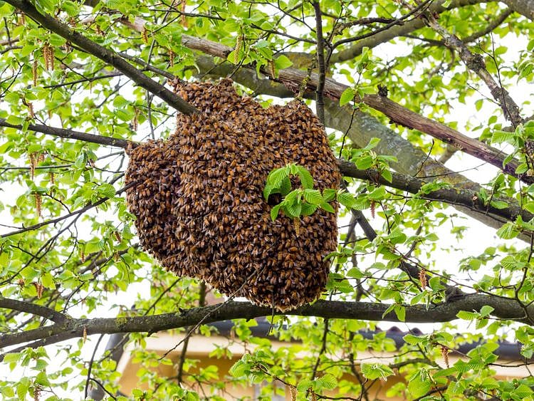 OPN A bee hive-1557663023324