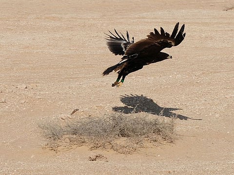 Greater Spotted Eagle is a vulnerable bird species that winters in the region, including the UAE