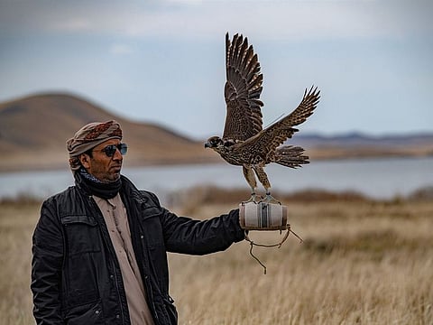 Kazakhstan is an ideal location to release falcons due to its mountains and plains.