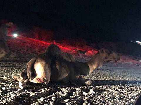 The camel blamed for the crash crouches after the accident.