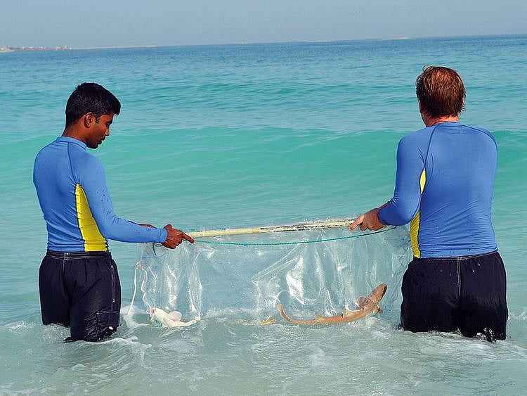 NAT_190516-Atlantis-Staff-Release-Baby-Sharks--2-(Read-Only)