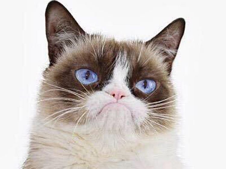 RDS_190517 Grumpy Cat 1-1558097593492