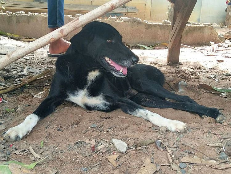 Dog saves baby in Thailand