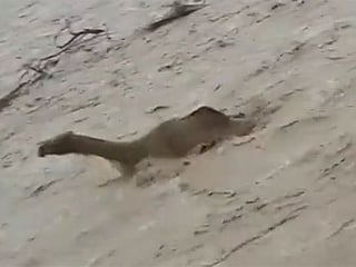Heavy UAE rain leaves camel swimming in wadi