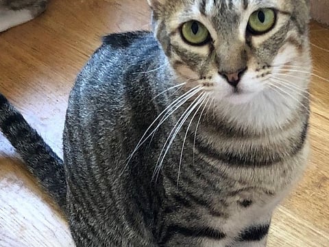 Save an animal: These pets need a forever home