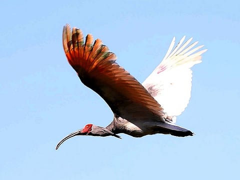 A crested ibis, which was bred in a restoration centre, flies as the bird is released into the wild of Upo wetland in Changnyeong, 350 kilometres southeast of Seoul, on May 22, 2019. 