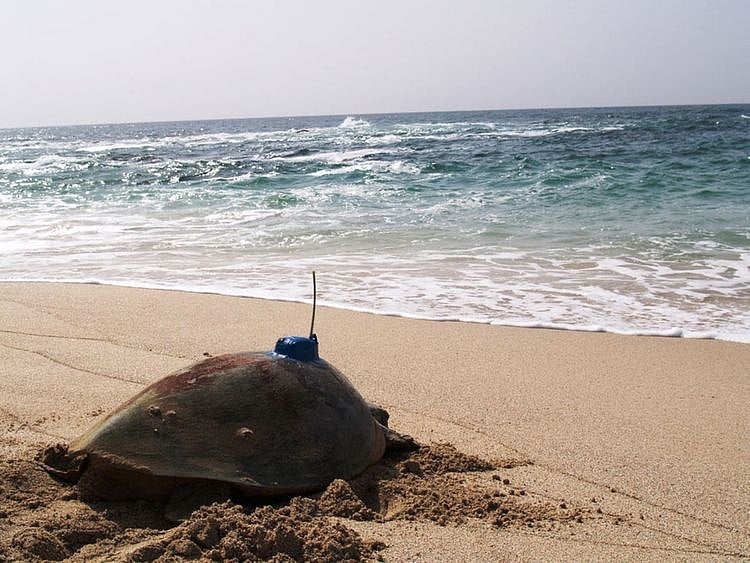 NAT-190522-Turtle-Tagging-34-(Read-Only)