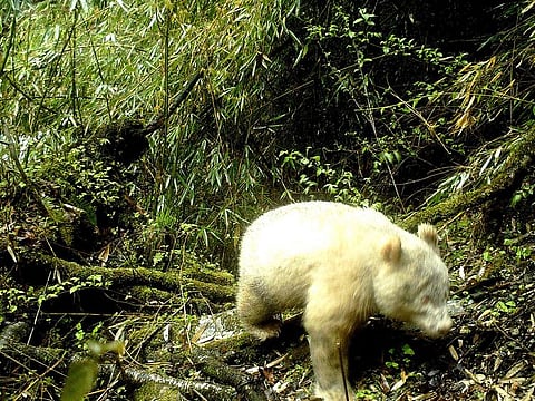 Rare all-white giant panda in the Wolong National Nature Reserve in Wenchuan County, southwest China's Sichuan province. 