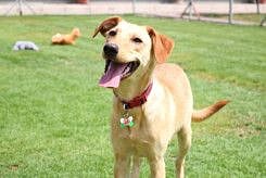 RDS_190527 Save an animal - Natalya-1558881446035