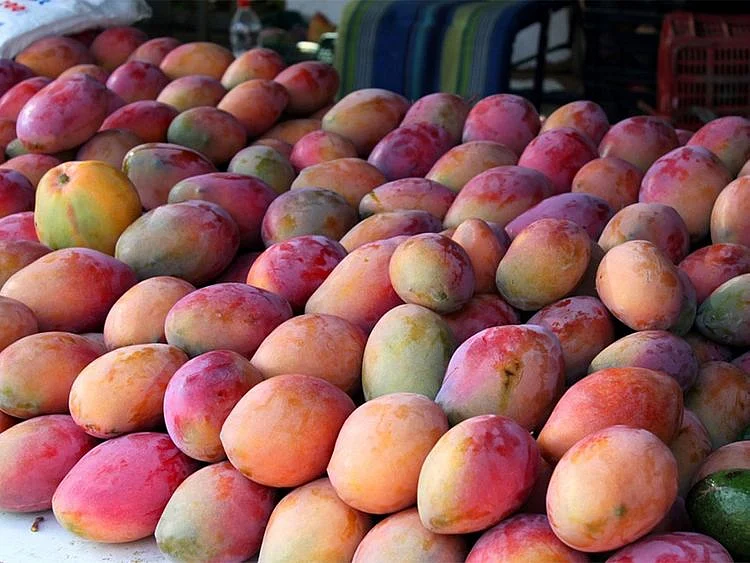 Happiness is eating mangoes