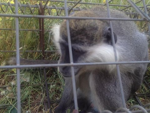 Tachtouch the monkey, who escaped from a farm in Lebanon.