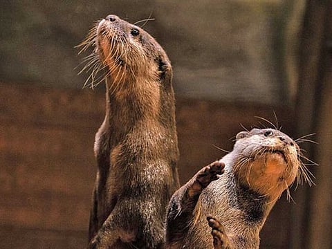 Fun things to do in the UAE on May 29