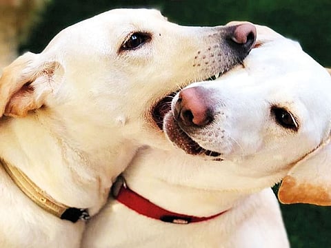 Pet dumping is not uncommon in the UAE especially during the summer months as owners fail to make adequate arrangements for them before embarking on their travels.