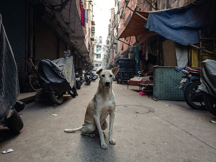 Street dogs in India-1559301897906