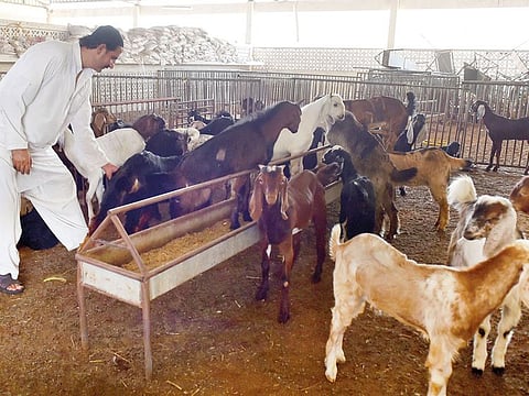 The Abu Dhabi Livestock Market in Mina Zayed. Traders said animals from overseas are being brought in by air as they cannot be shipped due to the hot and humid weather.