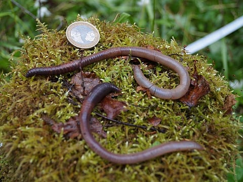 An undated image provided by Cristina Gonzalez Sevilleja shows two earthworms next to a two pound coin