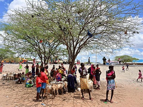 Samburu tribes-people shelter in the shade of an acacia at Merille livestock market, some 411 km north of Nairobi